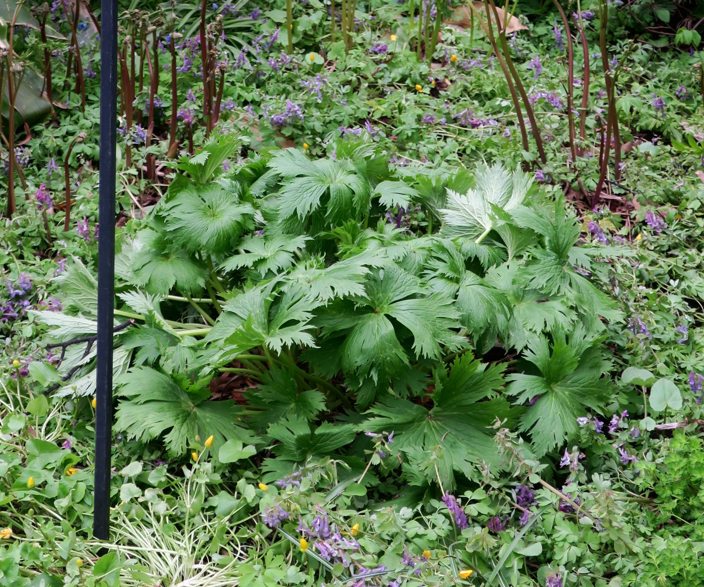 Image of Aconitum orientale specimen.