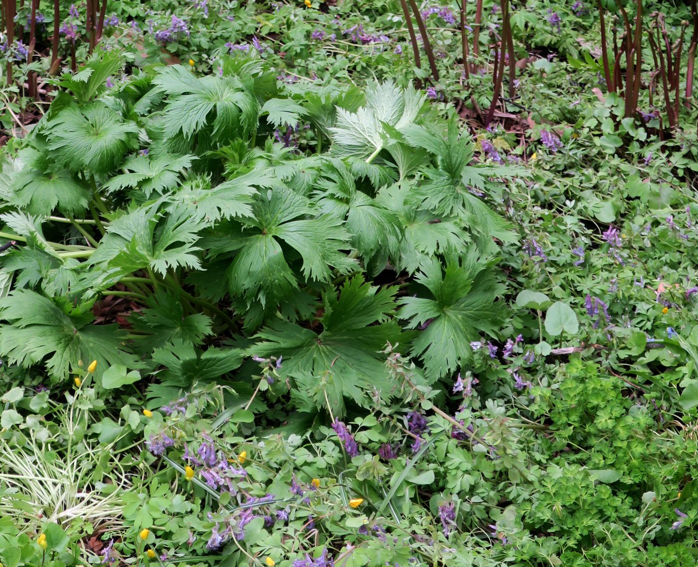 Image of Aconitum orientale specimen.