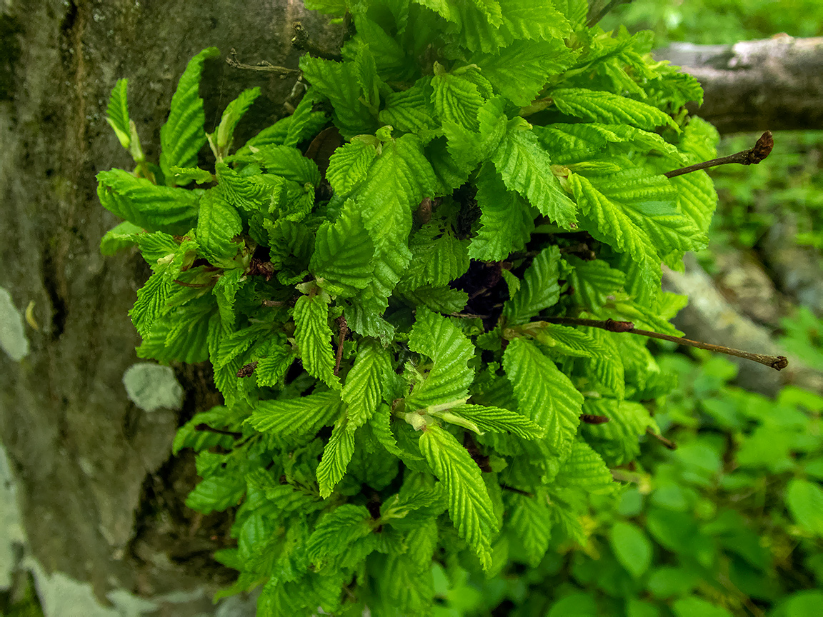Image of Fagus × taurica specimen.