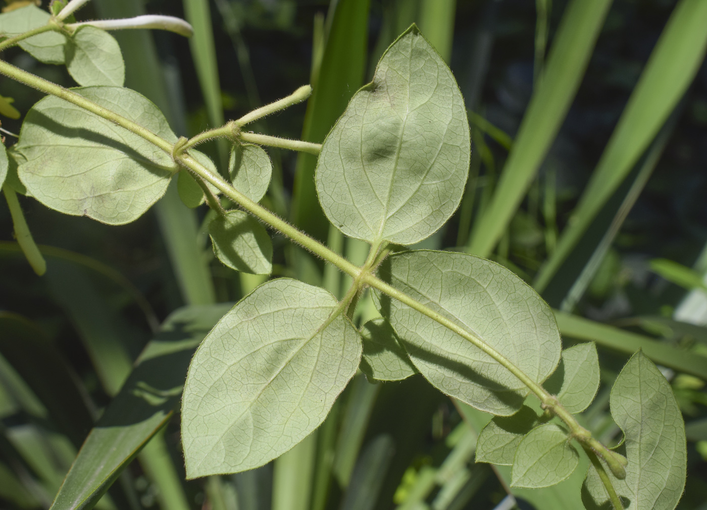 Изображение особи Lonicera japonica.