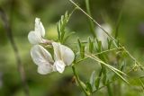 genus Vicia. Верхушка побега с соцветием. Дагестан, Дербентский р-н, природный парк \"Джалган\", гора Ачигсырт, выс. ок. 350 м н.у.м., травянистый склон. 30.04.2026.
