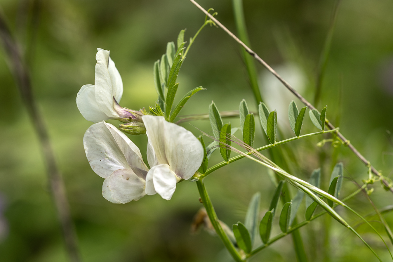 Image of genus Vicia specimen.