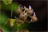 Rubus idaeus. Верхушка побега с формирующимися плодами. Московская обл., Раменский р-н, окр. дер. Хрипань, садовый участок. 13.06.2026.