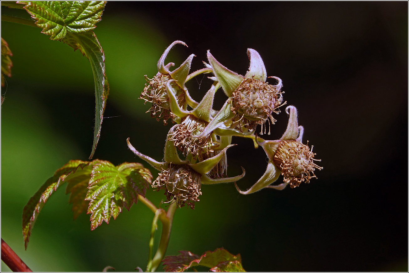Image of Rubus idaeus specimen.