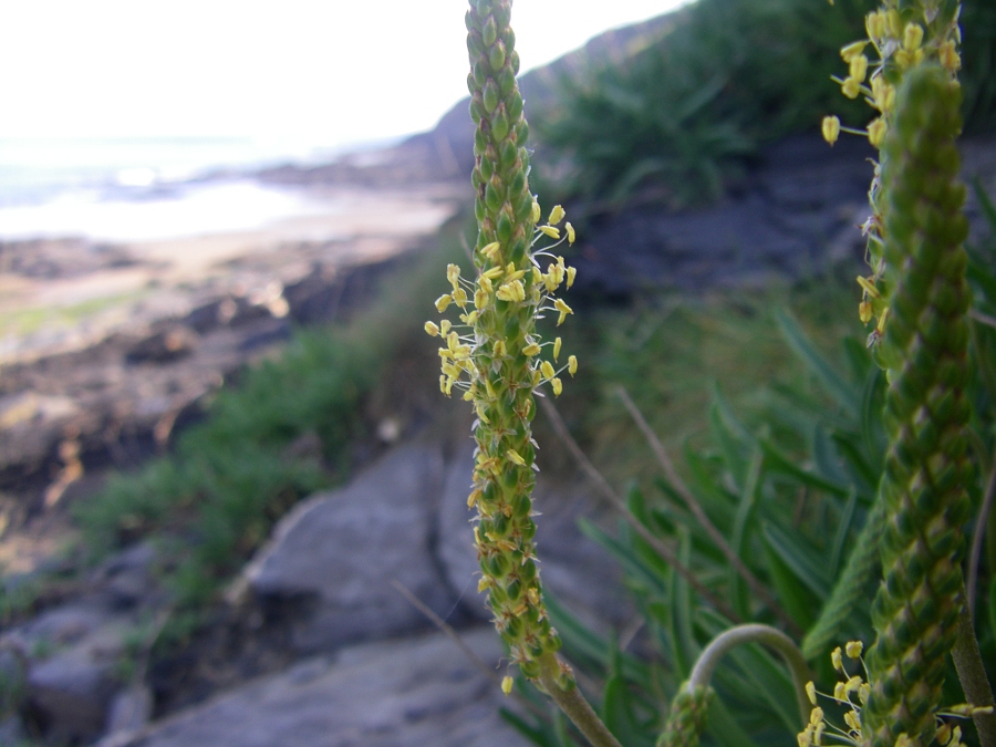 Image of Plantago maritima specimen.