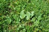 род Rumex. Вегетирующее растение. Грузия, край Самцхе-Джавахети, Ниноцминдский муниципалитет, окр. с. Гандзани, нижняя часть юго-восточного склона горы Патара-Абули, выс. ок. 2250 м н.у.м., сырой луг. 7 июня 2026 г.