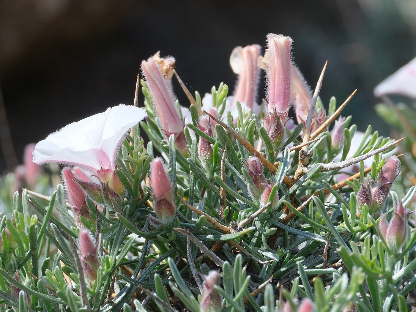 Изображение особи Convolvulus spinifer.