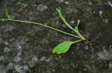 род Hieracium