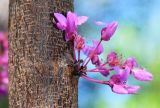 Cercis canadensis