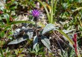 Saussurea vyschinii. Цветущее растение. Хабаровский край, р-н имени Лазо, массив горы Ко, гора Столовая, выс. ≈ 1900 м н.у.м., горная тундра. 02.08.2026.
