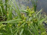 Carex capricornis. Верхушки цветущих побегов. Хабаровский край, г. Комсомольск-на-Амуре, берег озера. 20.06.2026.