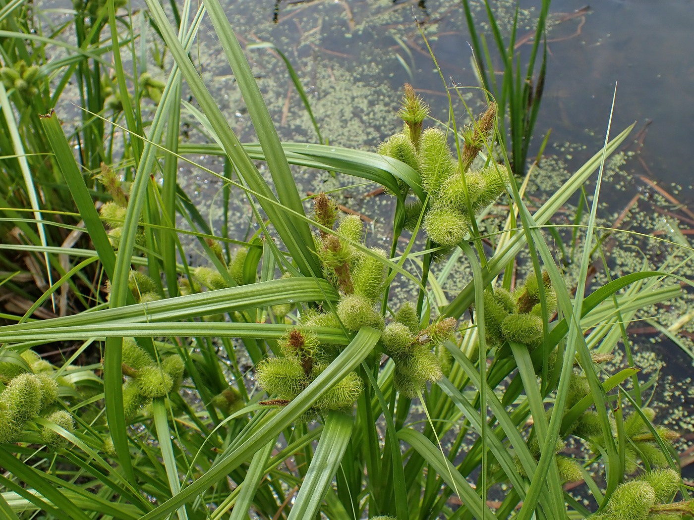 Изображение особи Carex capricornis.