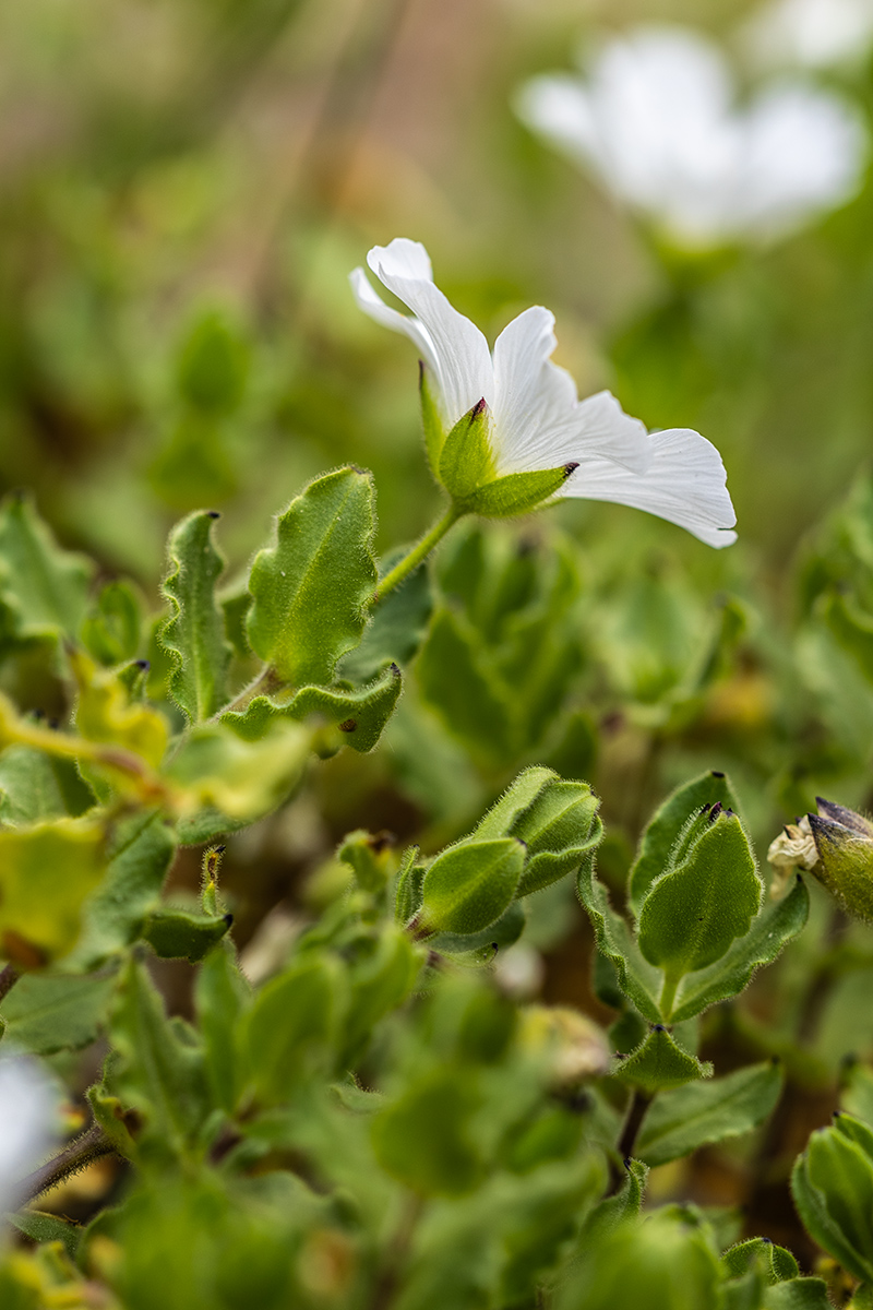Изображение особи Cerastium undulatifolium.