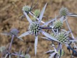 Eryngium caeruleum. Соцветия. Таджикистан, Хатлонская обл., Шамсиддин-Шохинский р-н, окр. кишлака Анджиробод, дол. р. Пяндж, ≈ 920 м н.у.м., приречная терраса. 29 июня 2026 г.