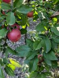 Malus domestica. Ветви с созревающими плодами ('Старкримсон'). Волгоград, пос. 1-3, садовый участок. 10.09.2026.