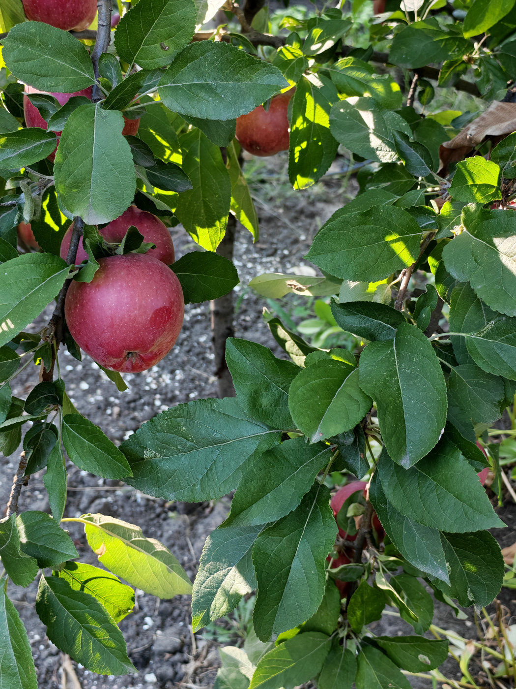 Изображение особи Malus domestica.