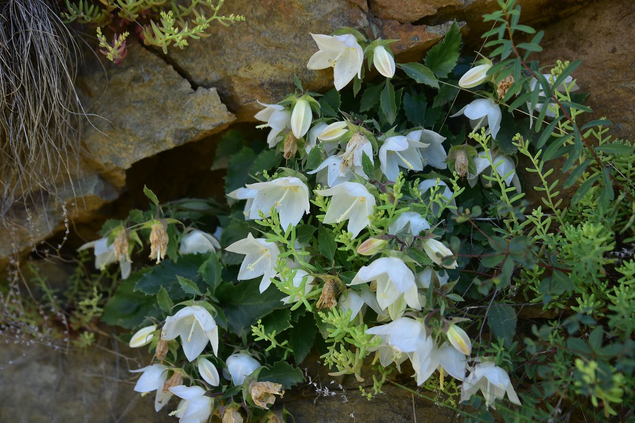 Image of genus Campanula specimen.
