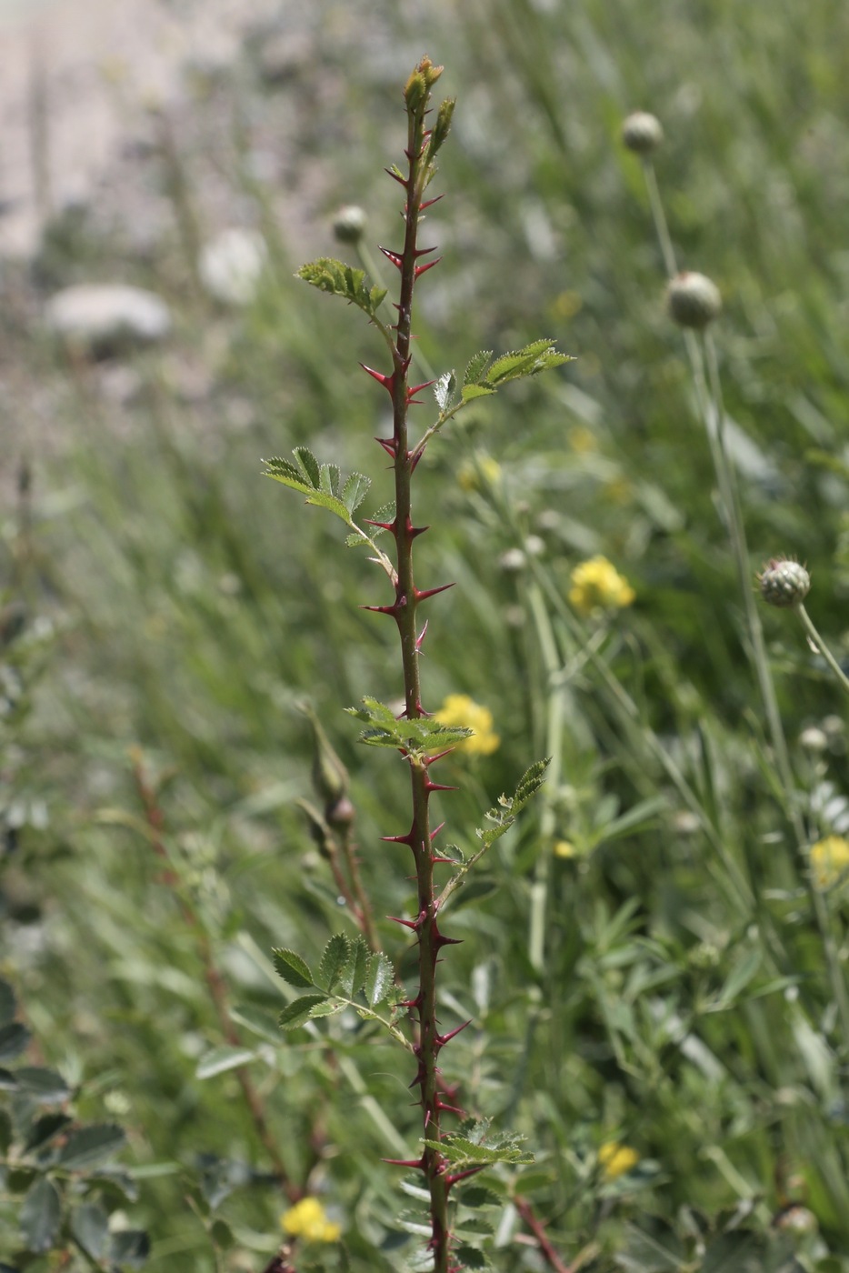 Изображение особи Rosa platyacantha.