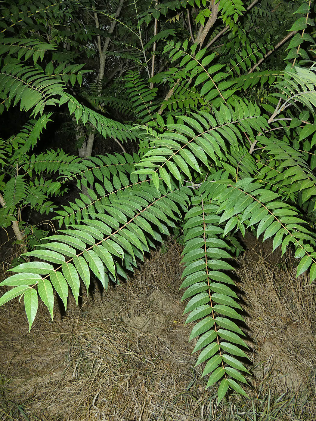 Изображение особи Ailanthus altissima.
