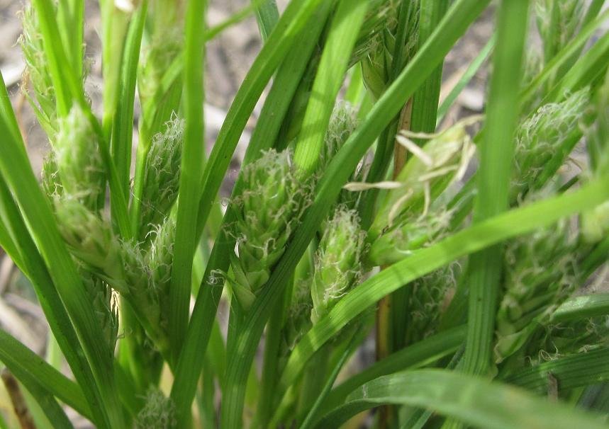 Изображение особи Carex secalina.