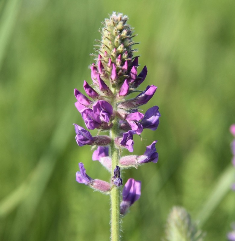 Изображение особи Oxytropis campanulata.