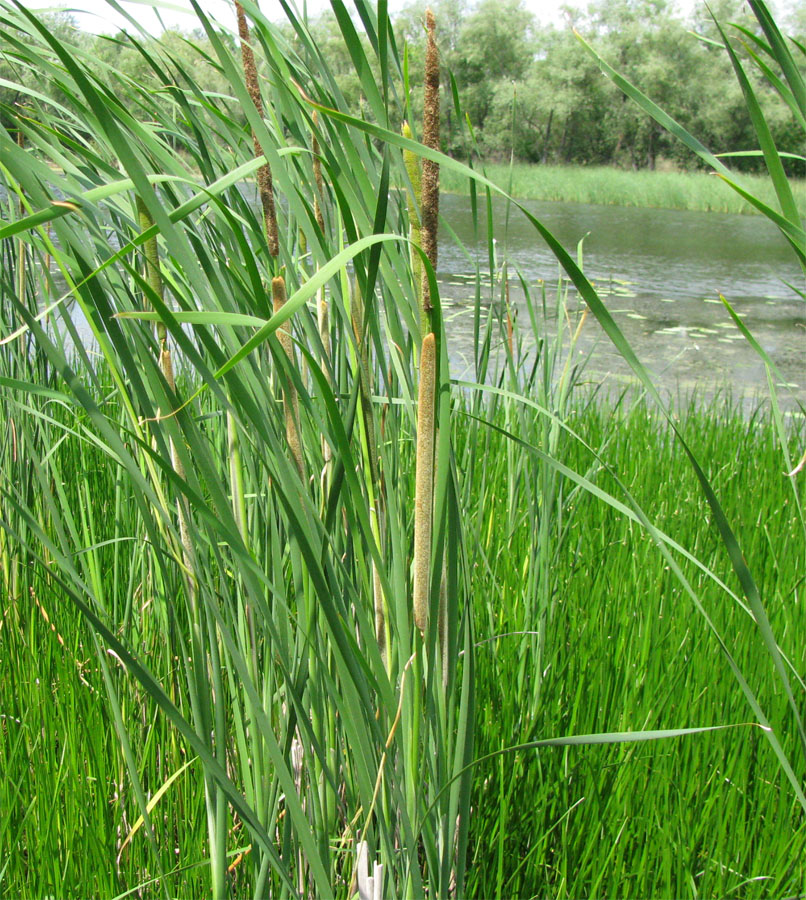 Изображение особи Typha australis.