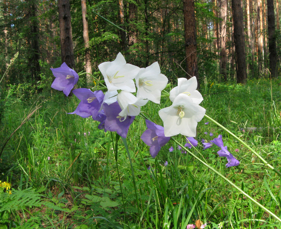 Изображение особи Campanula persicifolia.