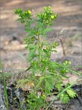 Potentilla ruthenica