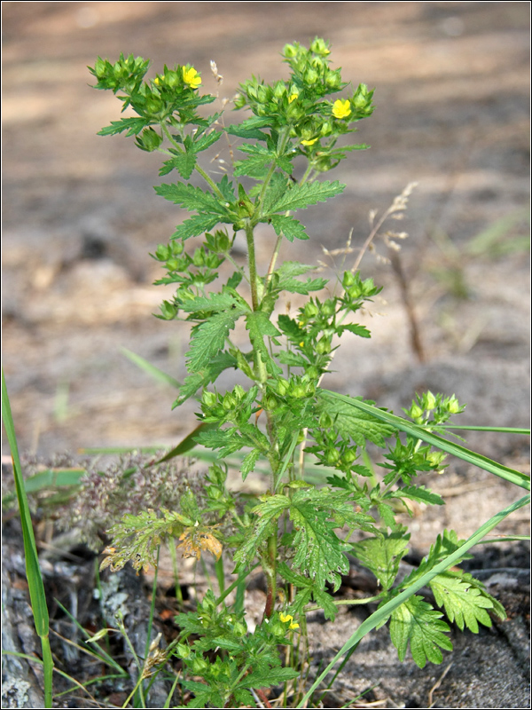 Изображение особи Potentilla ruthenica.