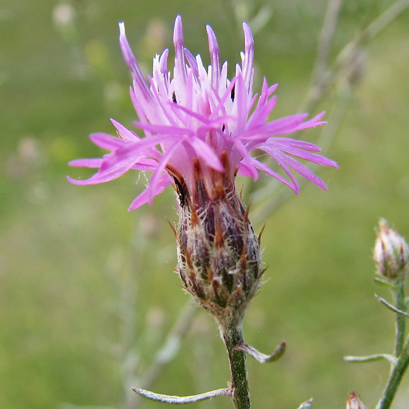 Image of Centaurea lavrenkoana specimen.