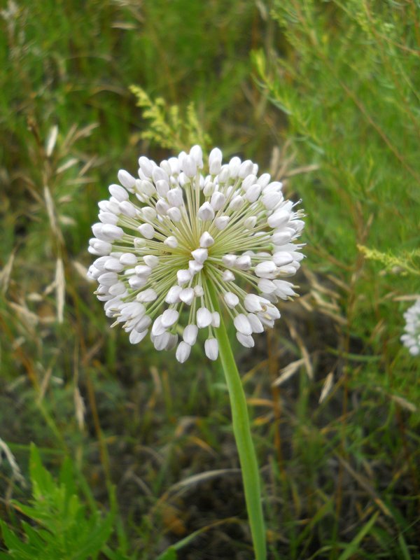 Image of Allium nutans specimen.