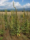 Verbascum densiflorum