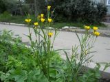 Crepis tectorum