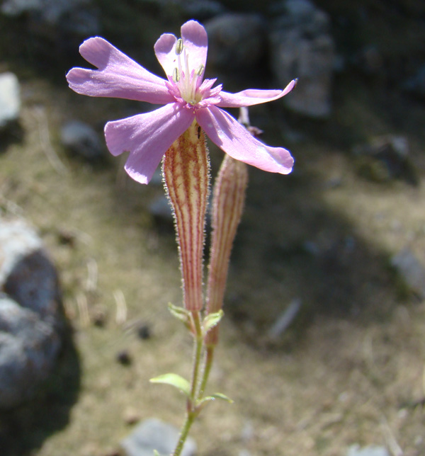 Image of Silene korshinskyi specimen.