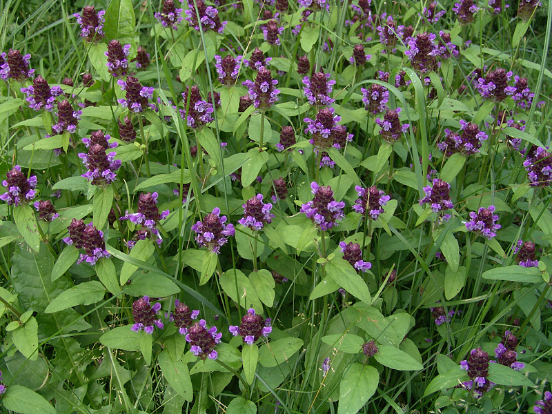 Image of Prunella vulgaris specimen.