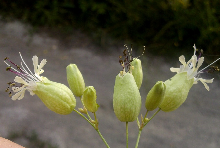 Image of Oberna behen specimen.