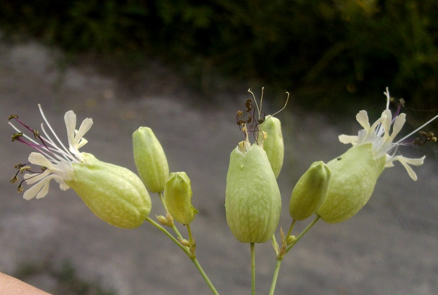 Image of Oberna behen specimen.