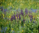 Salvia tesquicola