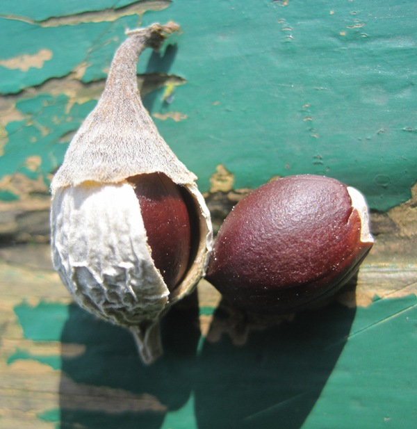 Image of Styrax obassia specimen.