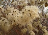 Clematis vitalba