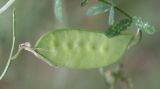 Vicia villosa. Незрелый плод (боб). Украина, Днепропетровская обл., Павлоградский р-н, окр. с. Кочерёжки, приопушечная часть сосняка. 13.07.2010.