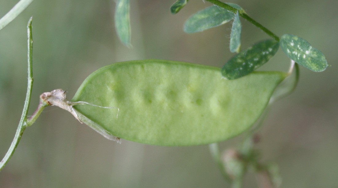 Image of Vicia villosa specimen.