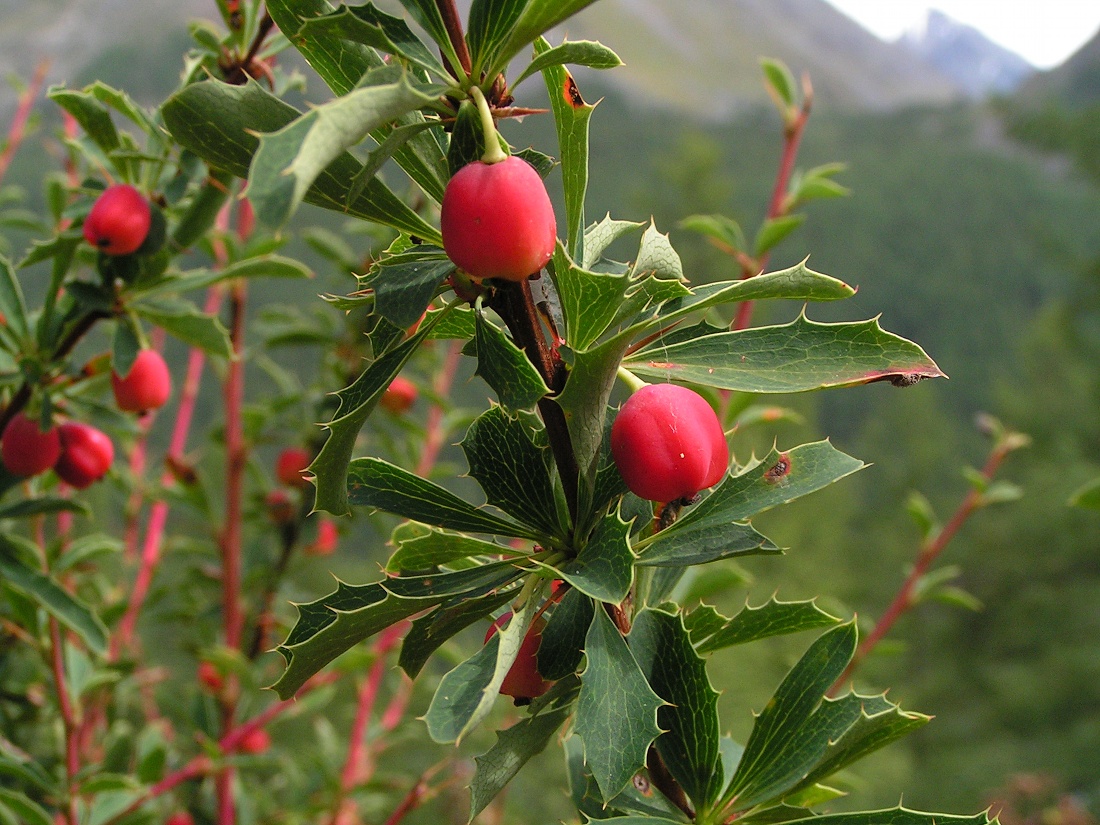 Image of Berberis sibirica specimen.