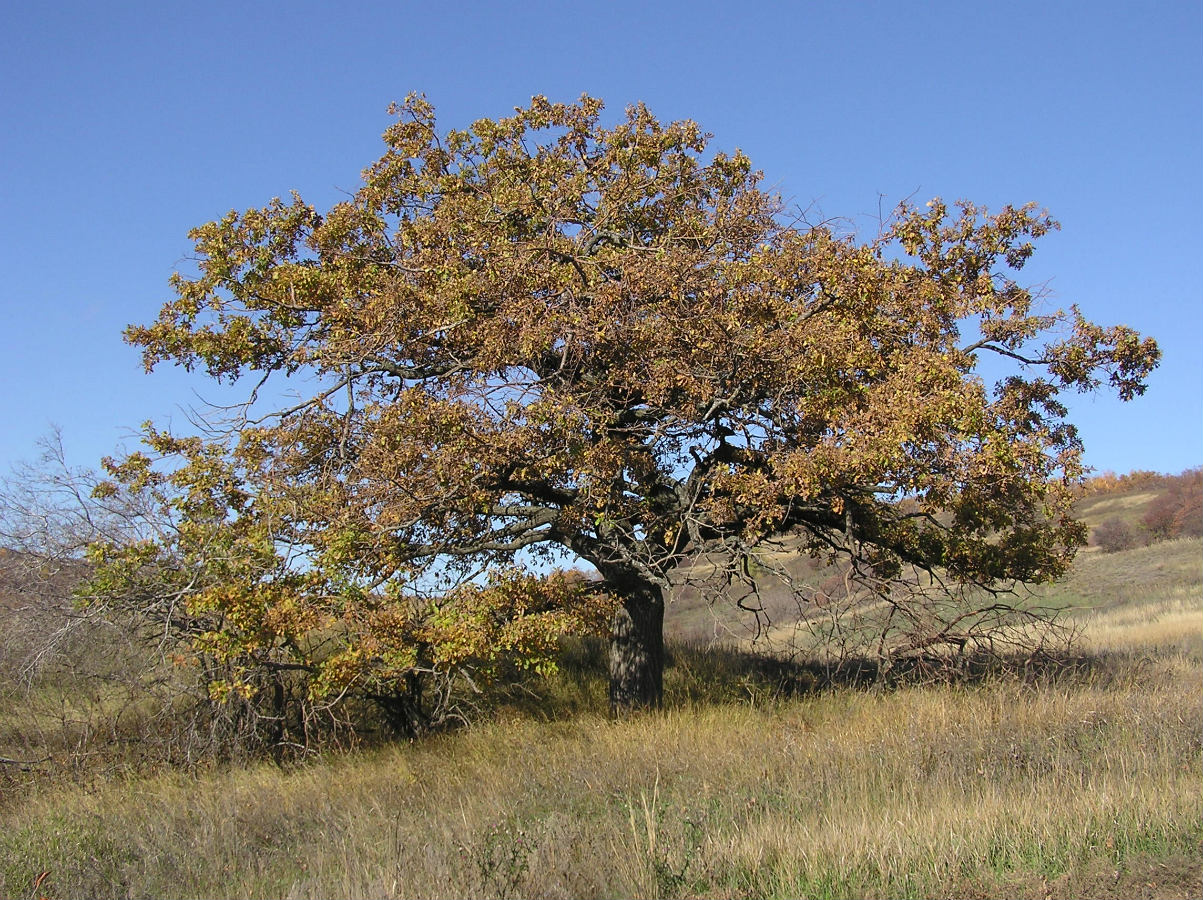 Image of Quercus robur specimen.