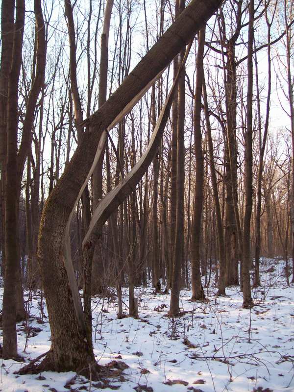 Image of Acer platanoides specimen.