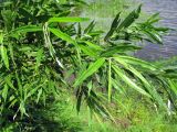 Salix viminalis. Ветвь. Нижегородская обл., Кстовский р-н, по урезу воды р. Кудьма. 14.07.2011.
