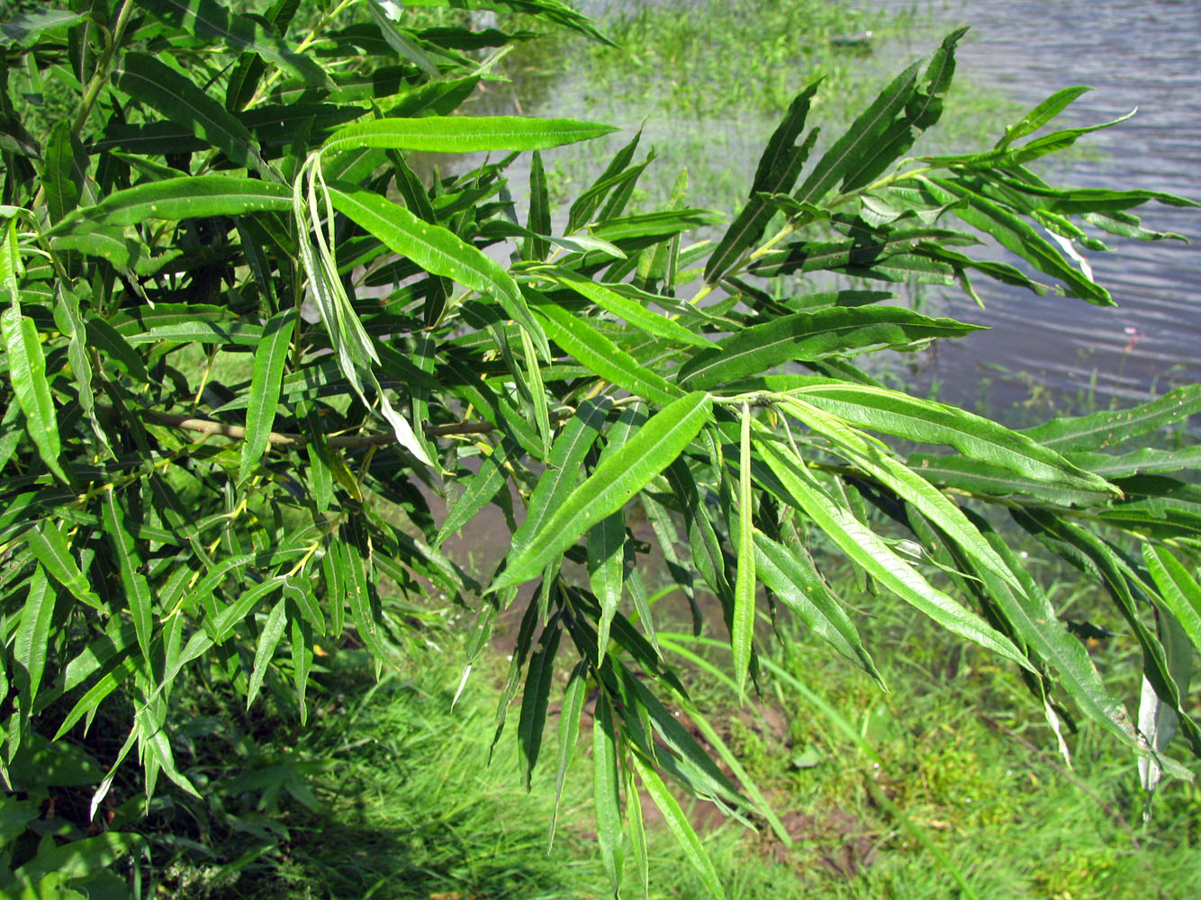 Image of Salix viminalis specimen.