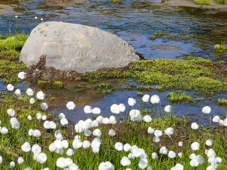 Изображение особи род Eriophorum.