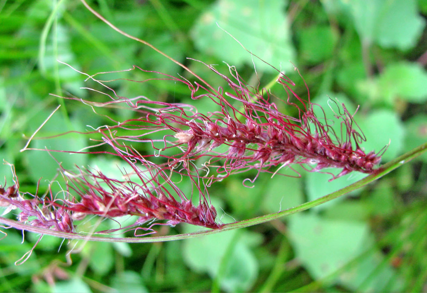 Изображение особи Echinochloa tzvelevii.