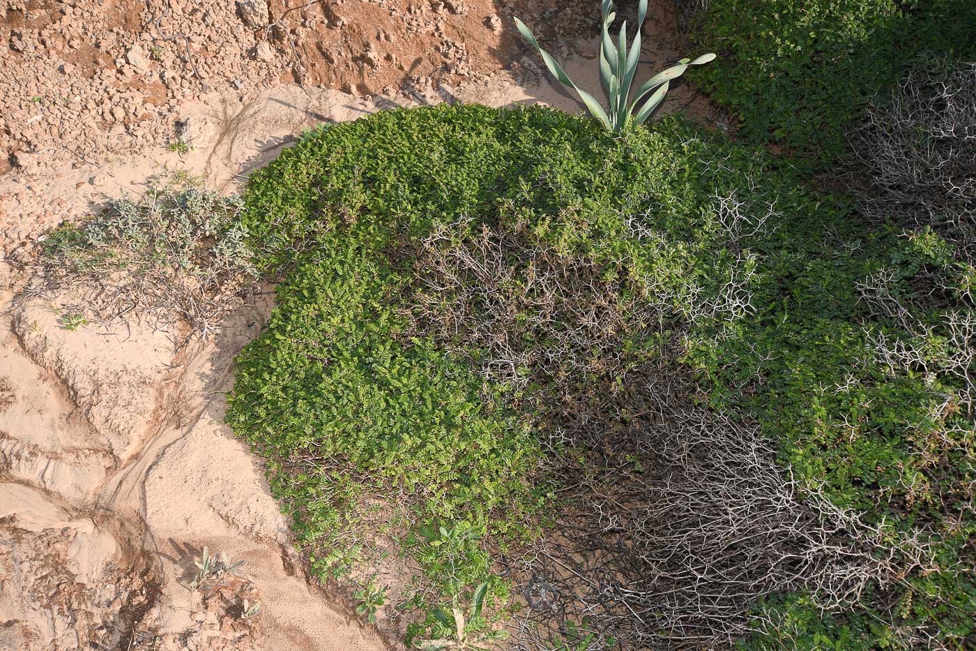 Image of Sarcopoterium spinosum specimen.